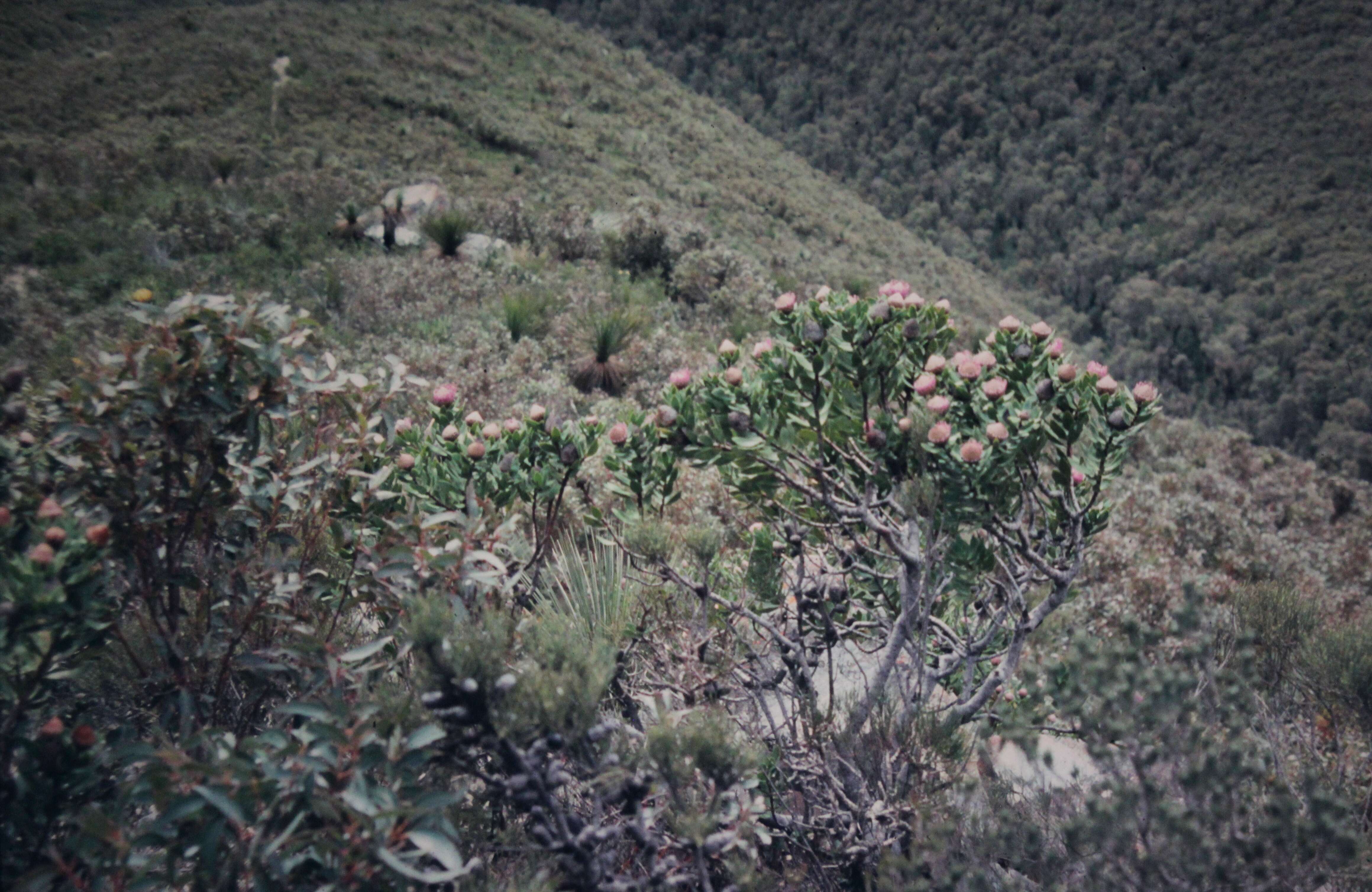 Image of Isopogon latifolius R. Br.