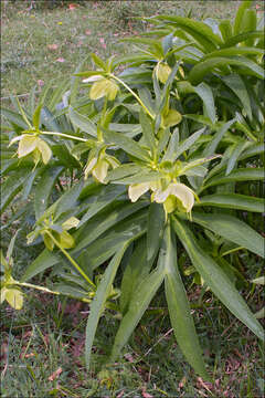 Image of Helleborus bocconei subsp. siculus (Schiffner) Merxm. & Podl.