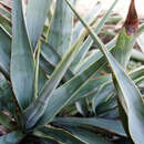Sivun Yucca pallida McKelvey kuva
