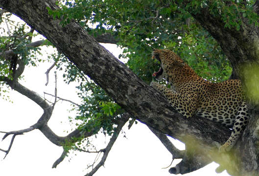 Image of Leopard