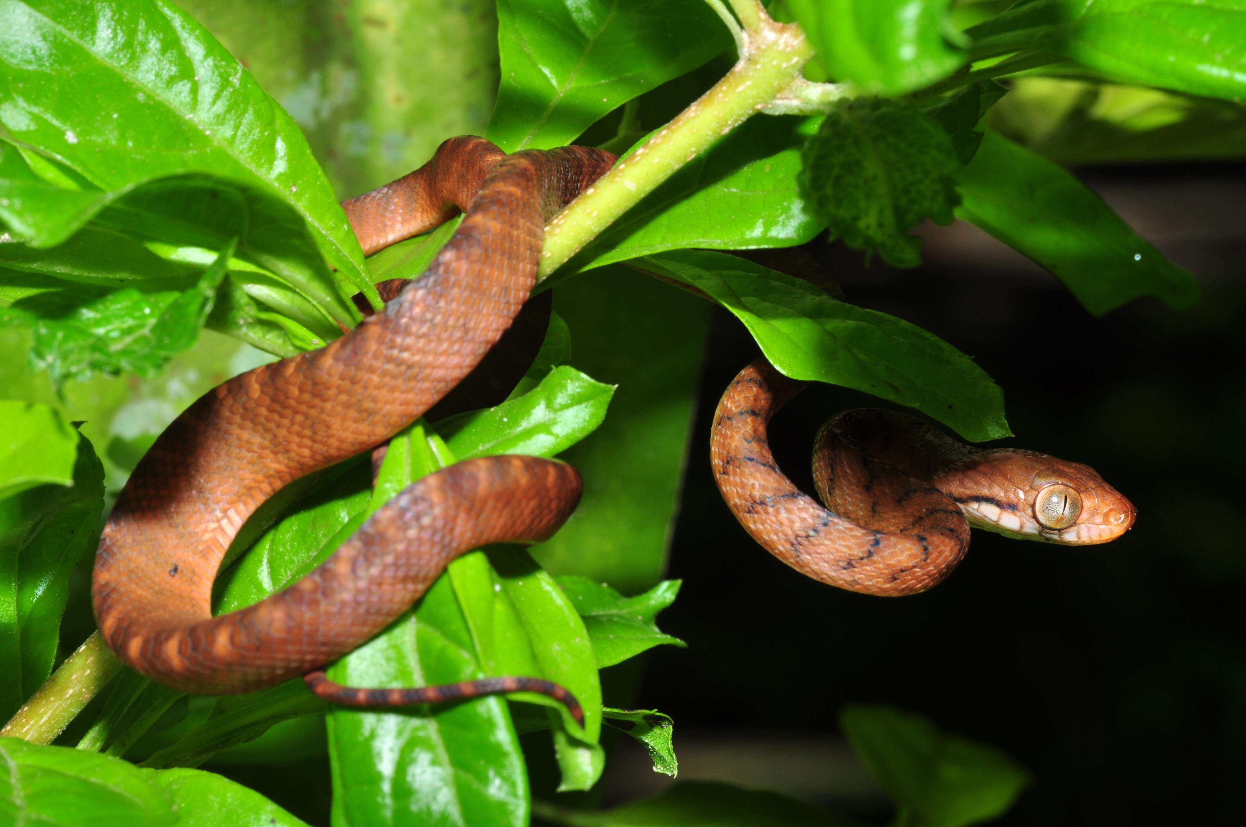 Image of Brown tree snake