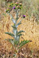 Image of cottonthistle