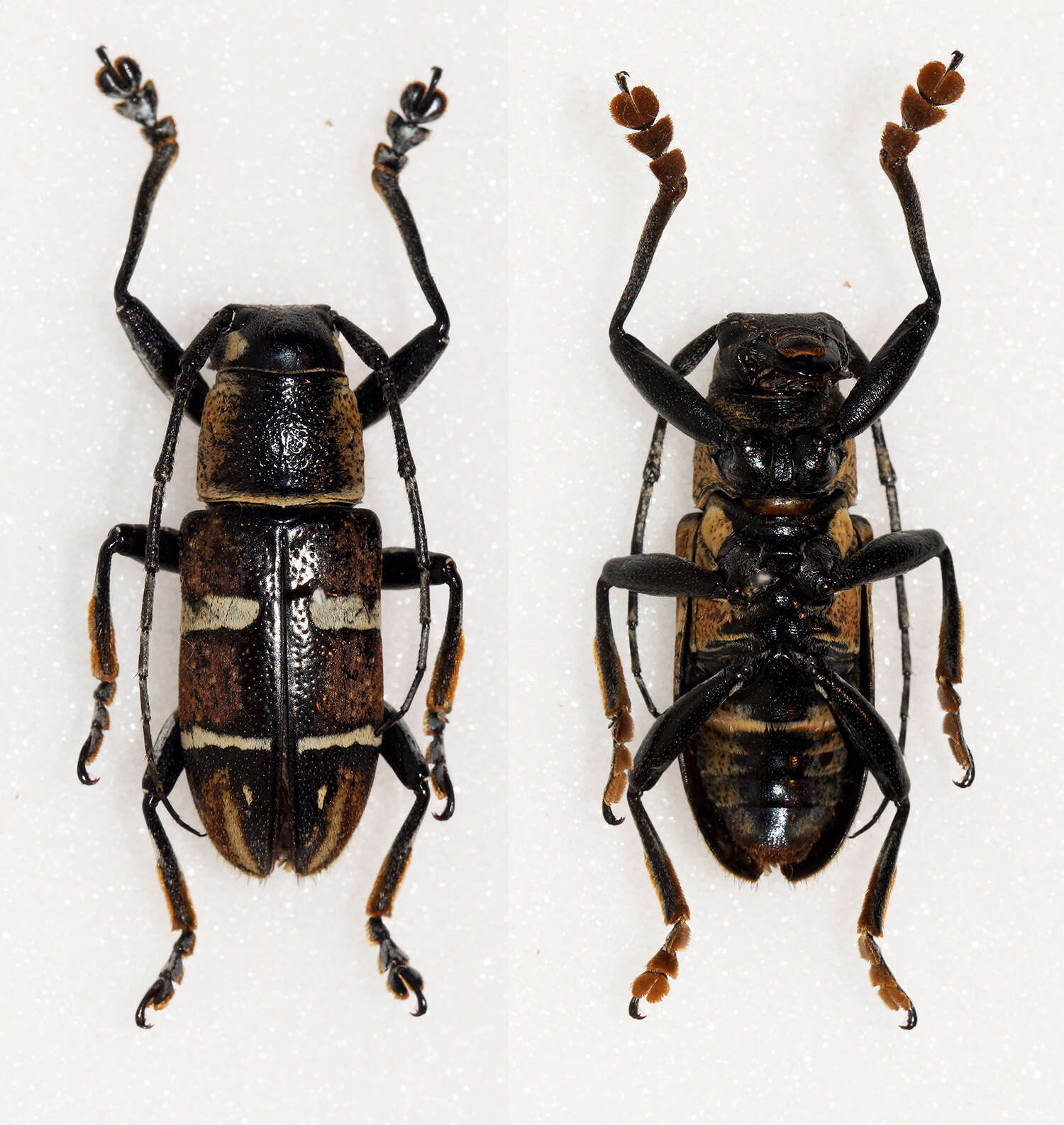 Image of Pseudaprophata puncticornis negrosiana Hüdepohl 1987