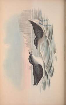 Image of Common Diving Petrel