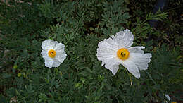 Image of Coulter's Matilija poppy