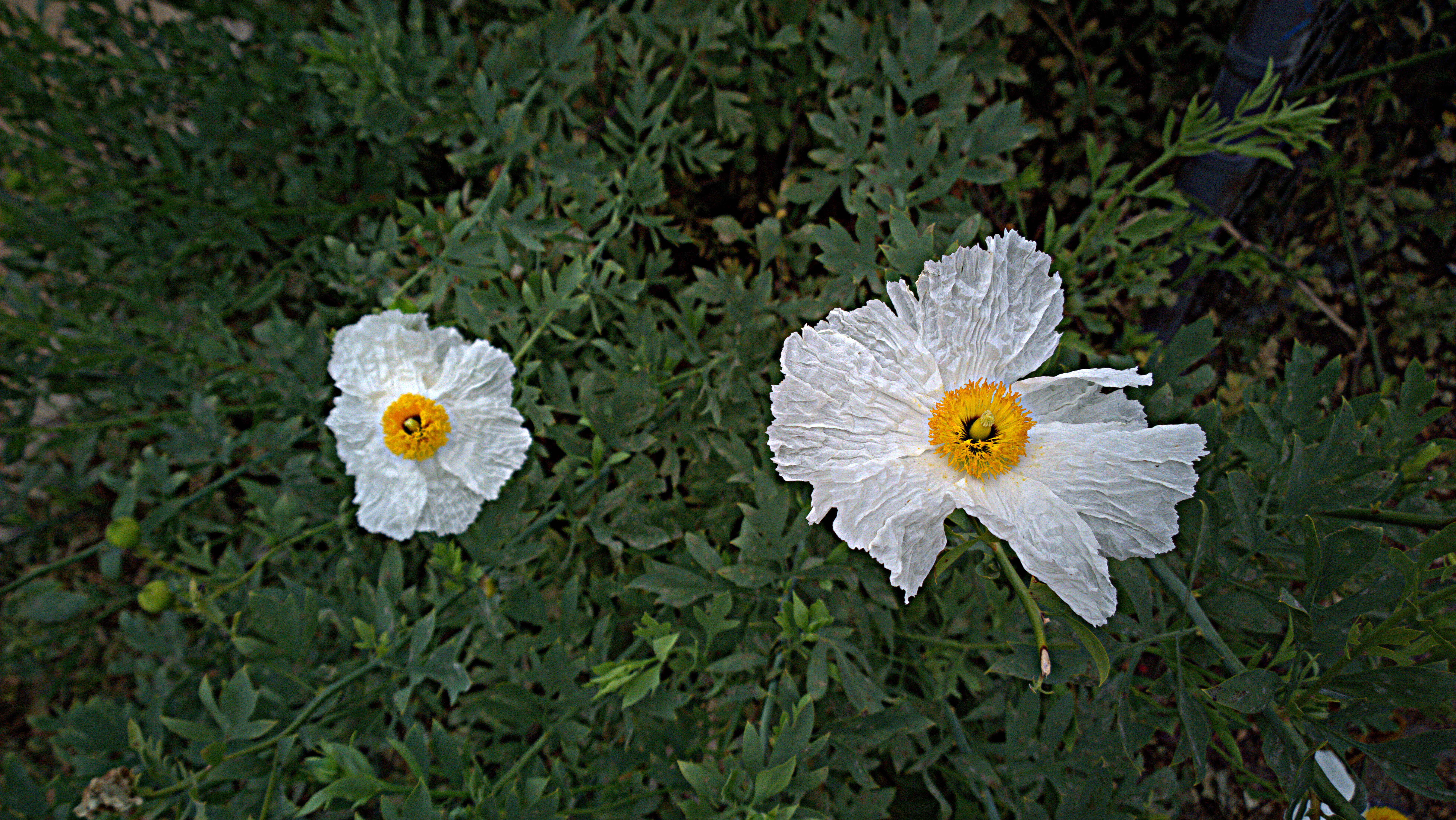 Image of Coulter's Matilija poppy