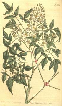 Image of nandina