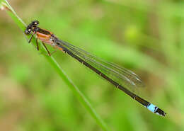 Image of forktail