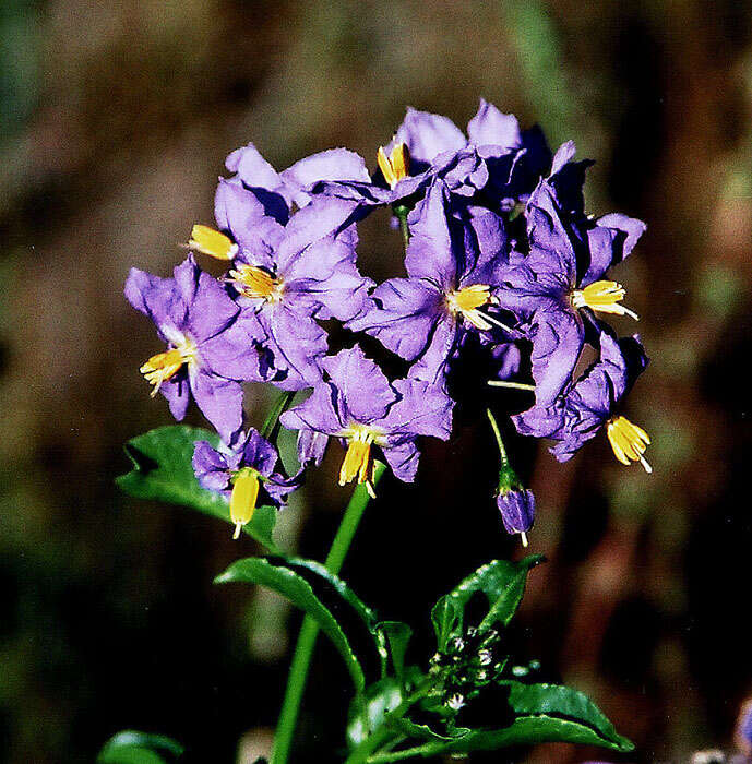 Image of Chilean Nightshade Chilean