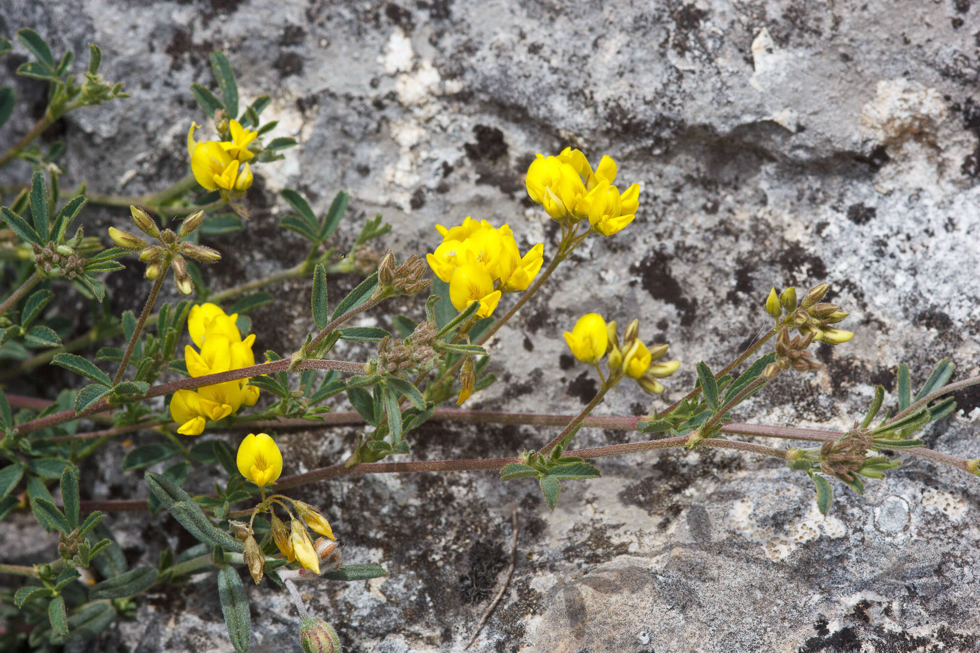 Image of fenugreek