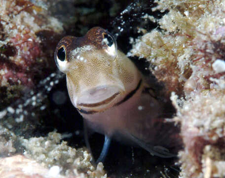 Image of Perciformes