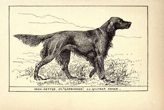 Image of gray wolf