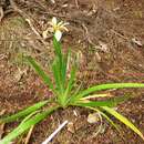 Image of stinking iris