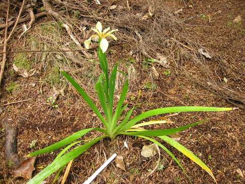 Image of stinking iris