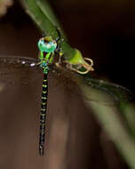 Image of dragonflies and damselflies