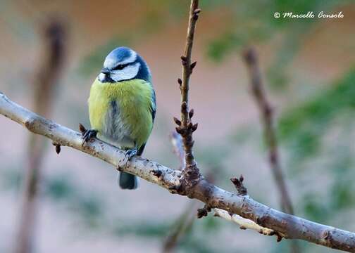 Imagem de Cyanistes Kaup 1829