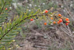 Image of Flax-Leaved Daphne