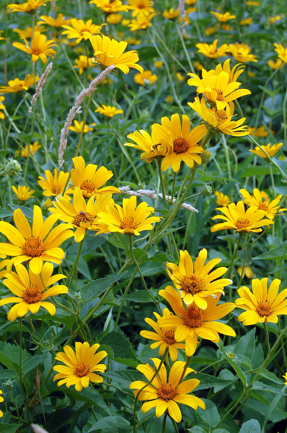 Image of heliopsis