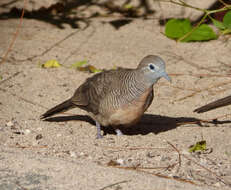 Image of Zebra Dove