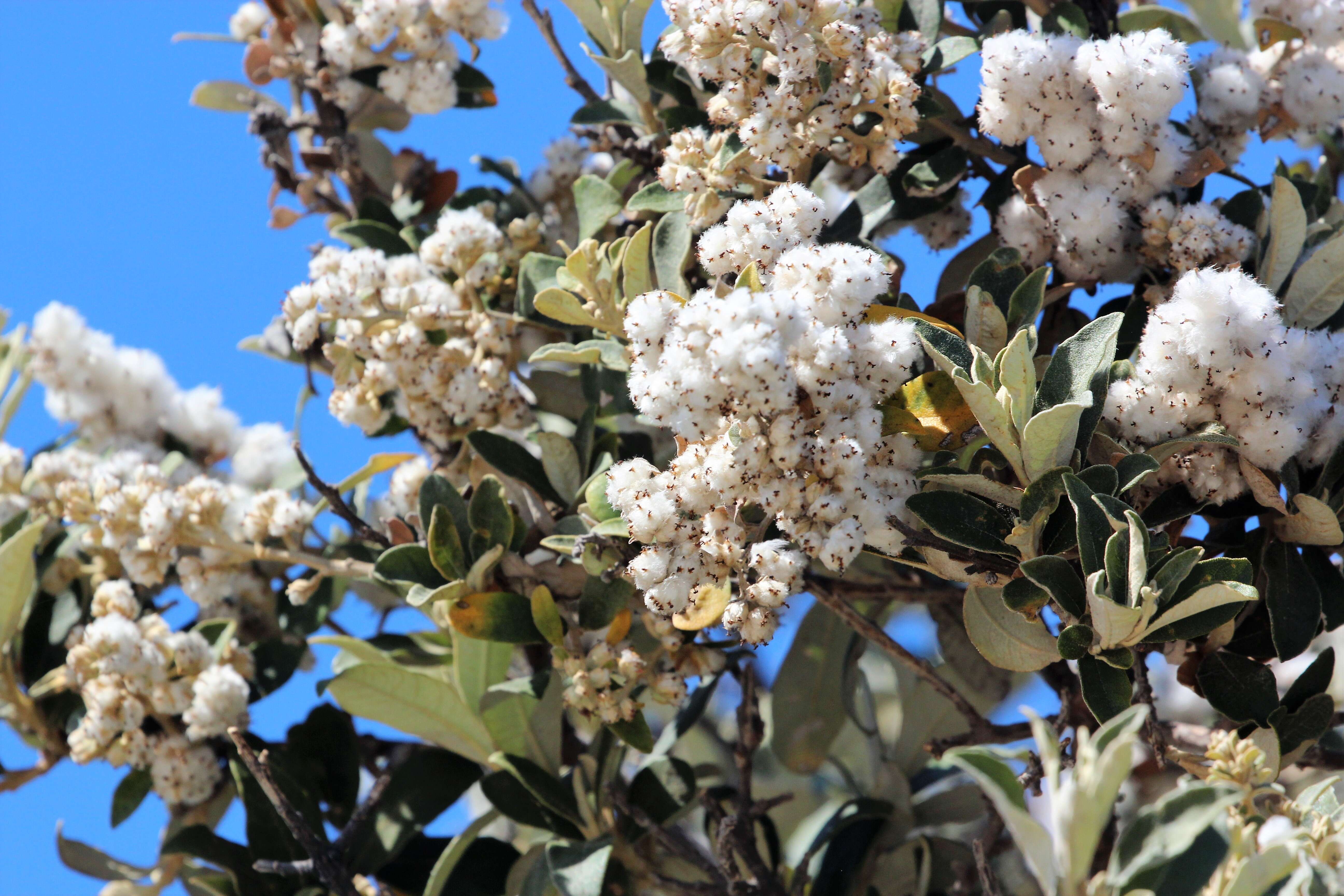 Image of Tarchonanthus