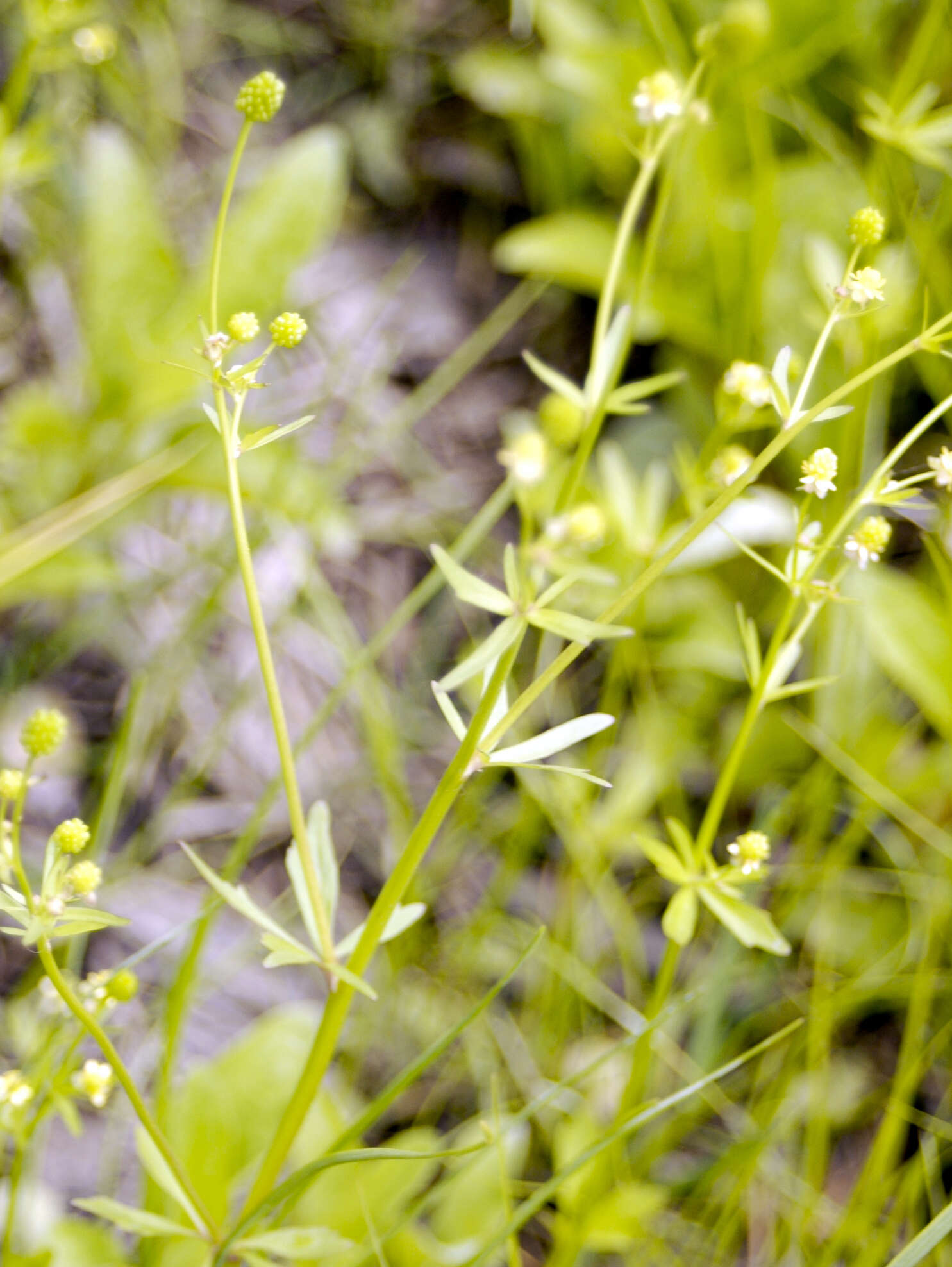 Image of littleleaf buttercup