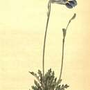 صورة Lobelia coronopifolia L.