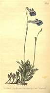 Image de Lobelia coronopifolia L.