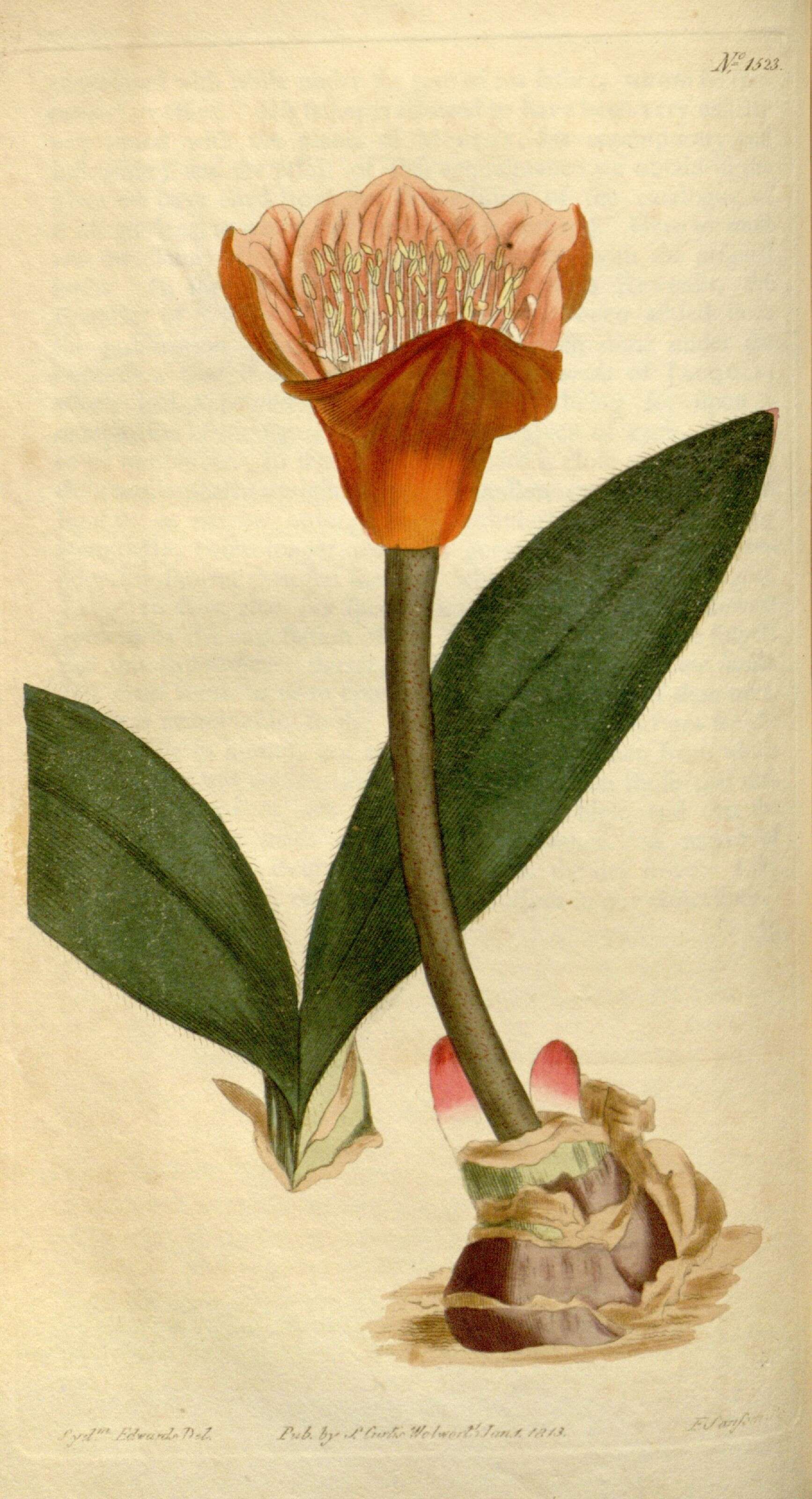 Image of Haemanthus