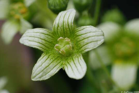 Image of white bryony