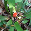 Image of Guzmania desaultesii