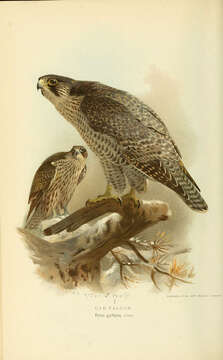 Image of Gyr Falcon