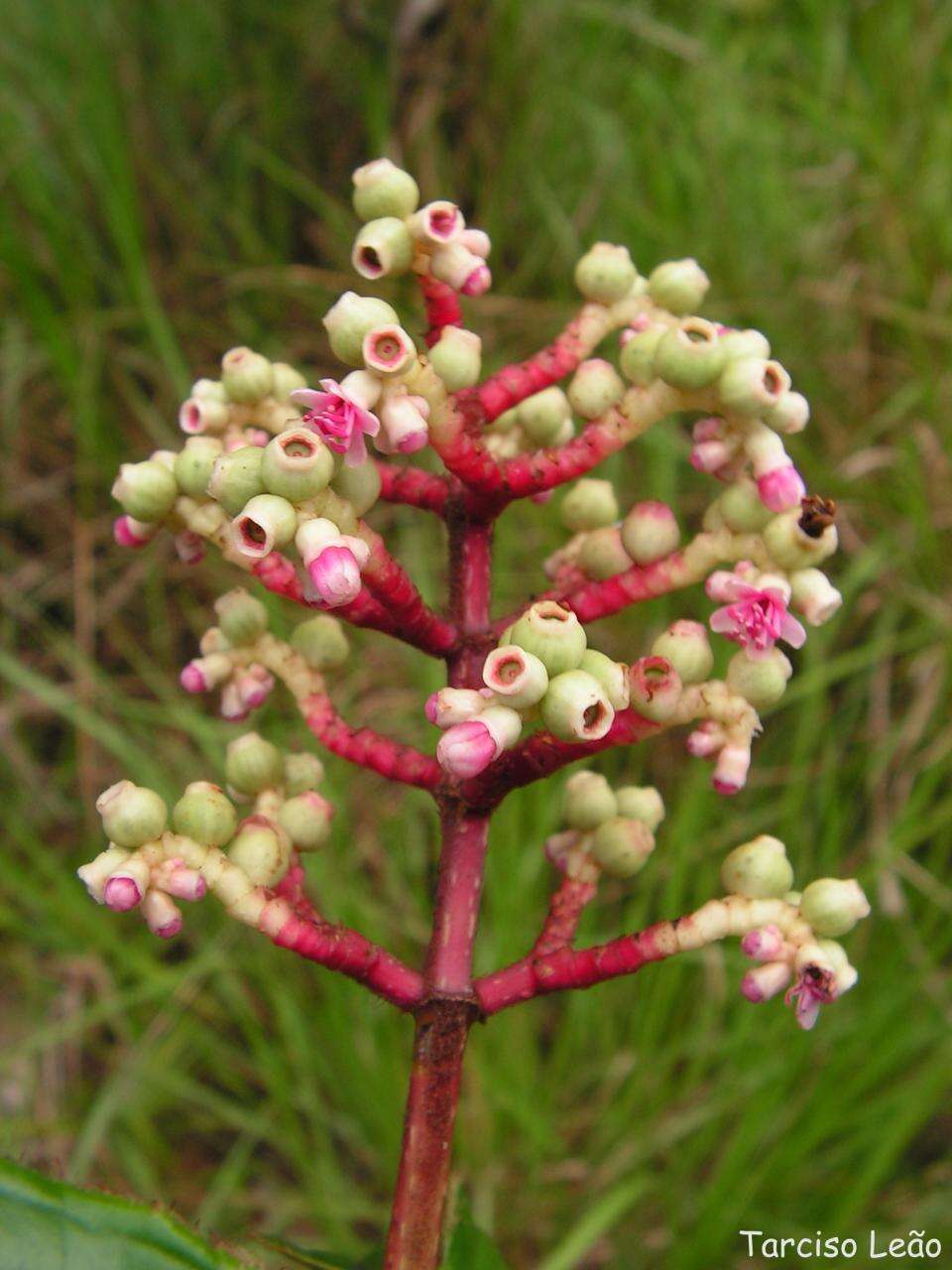 Image of Miconia ciliata (L. Rich.) DC.