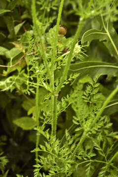 Image of wild carrot