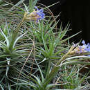 Image of Tillandsia streptocarpa Baker