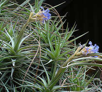 Image of Tillandsia streptocarpa Baker