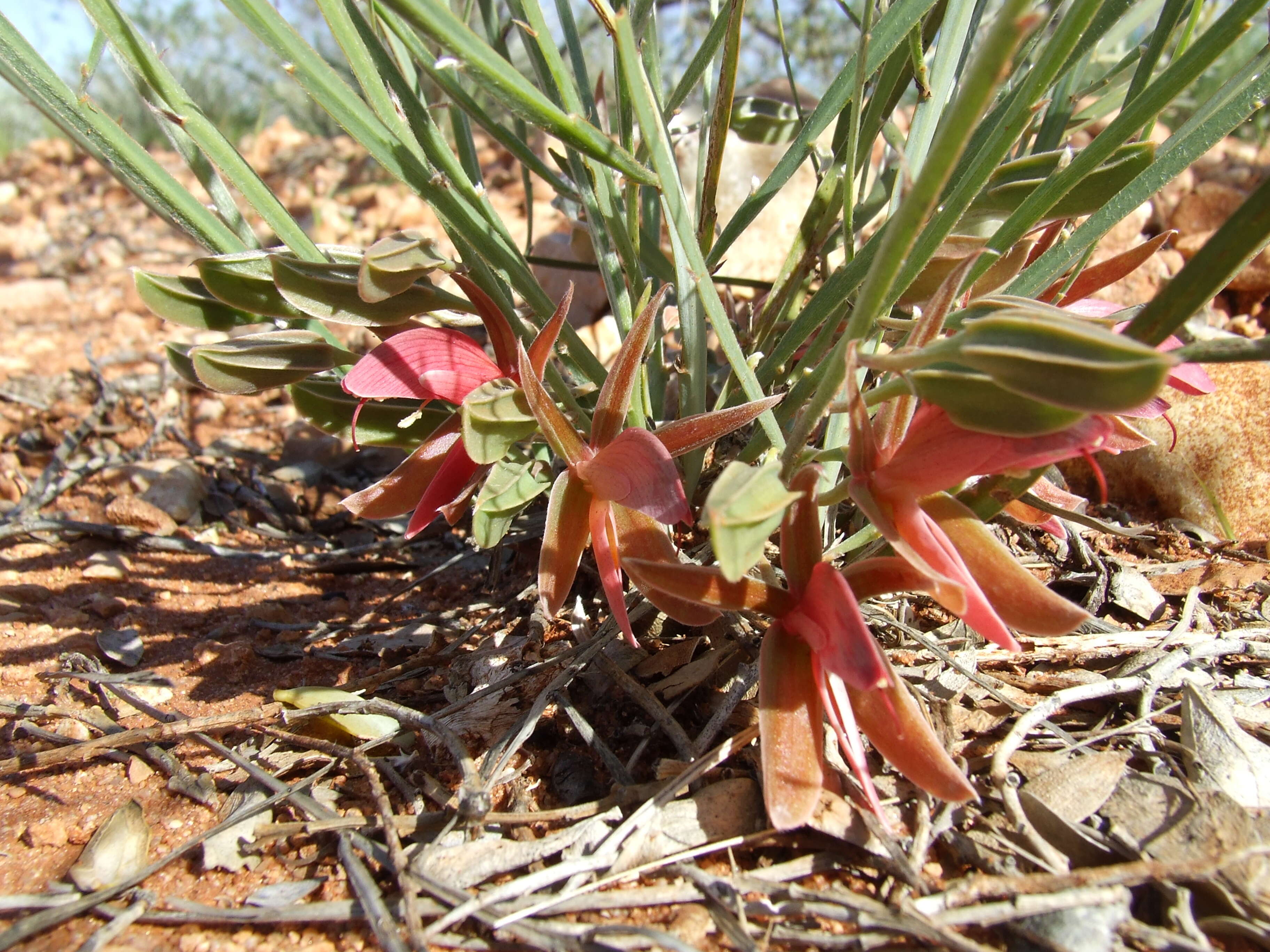 Image of Leptosema