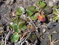 Imagem de Hydrocotyle jacksonii M. Hiroe