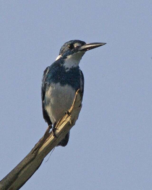 Image of Alcedo Linnaeus 1758