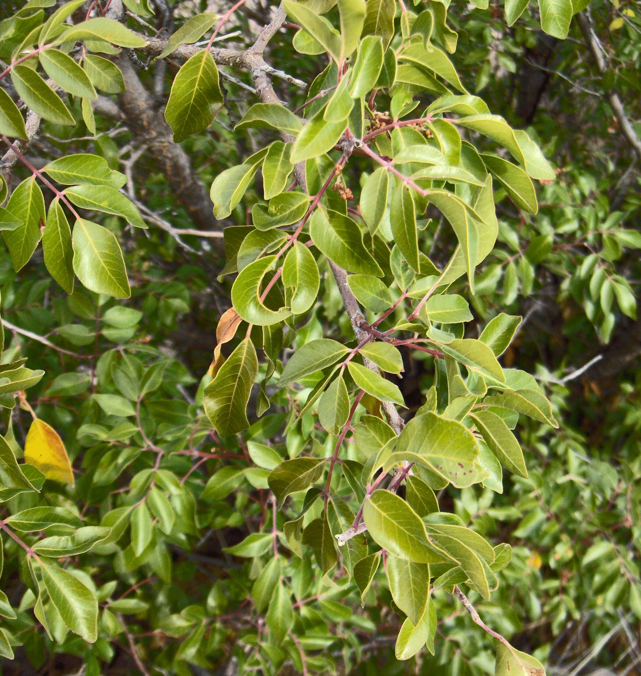 Image of sumac