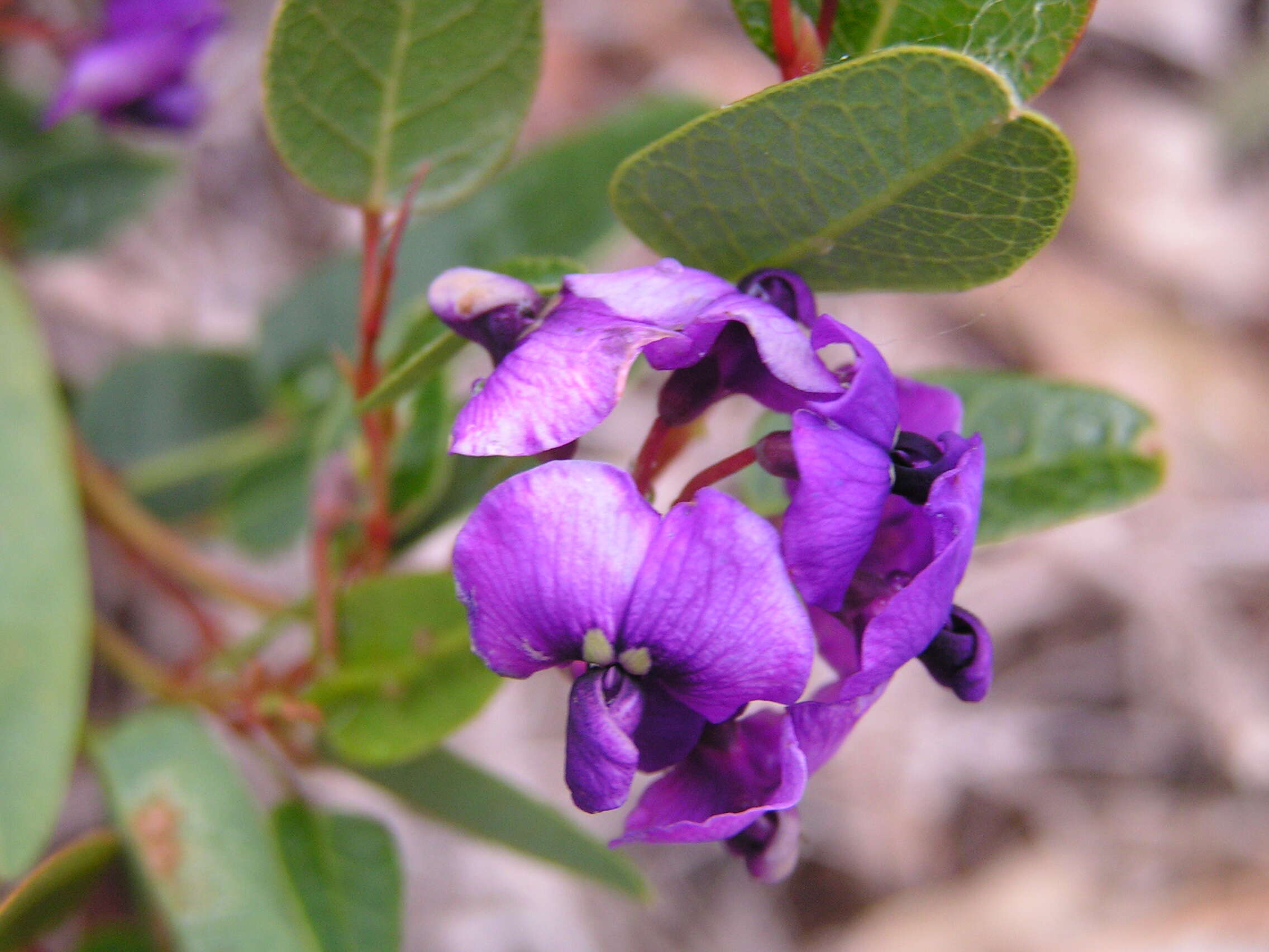 Image of Hardenbergia