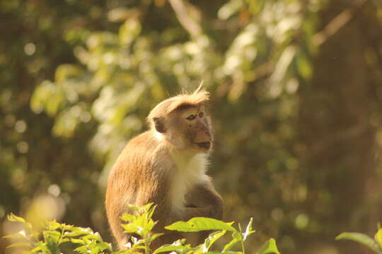 Image of Toque macaque