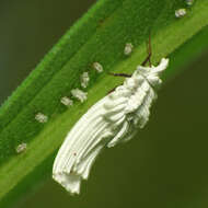 Image of Scales and Mealybugs