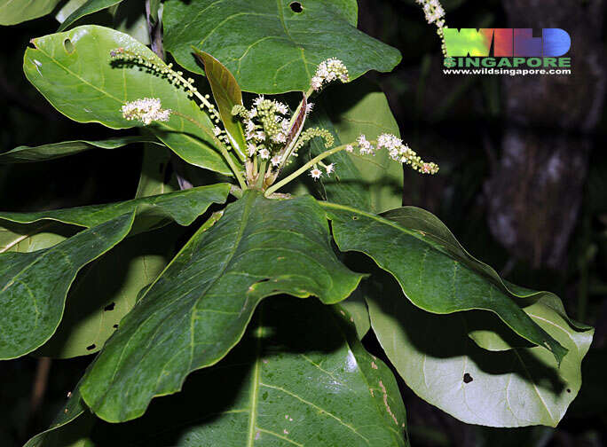 Image of tropical almond