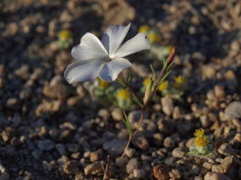 Image of Linanthus dichotomus subsp. dichotomus