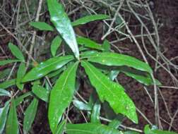 Sivun Quercus hemisphaerica W. Bartram ex Willd. kuva