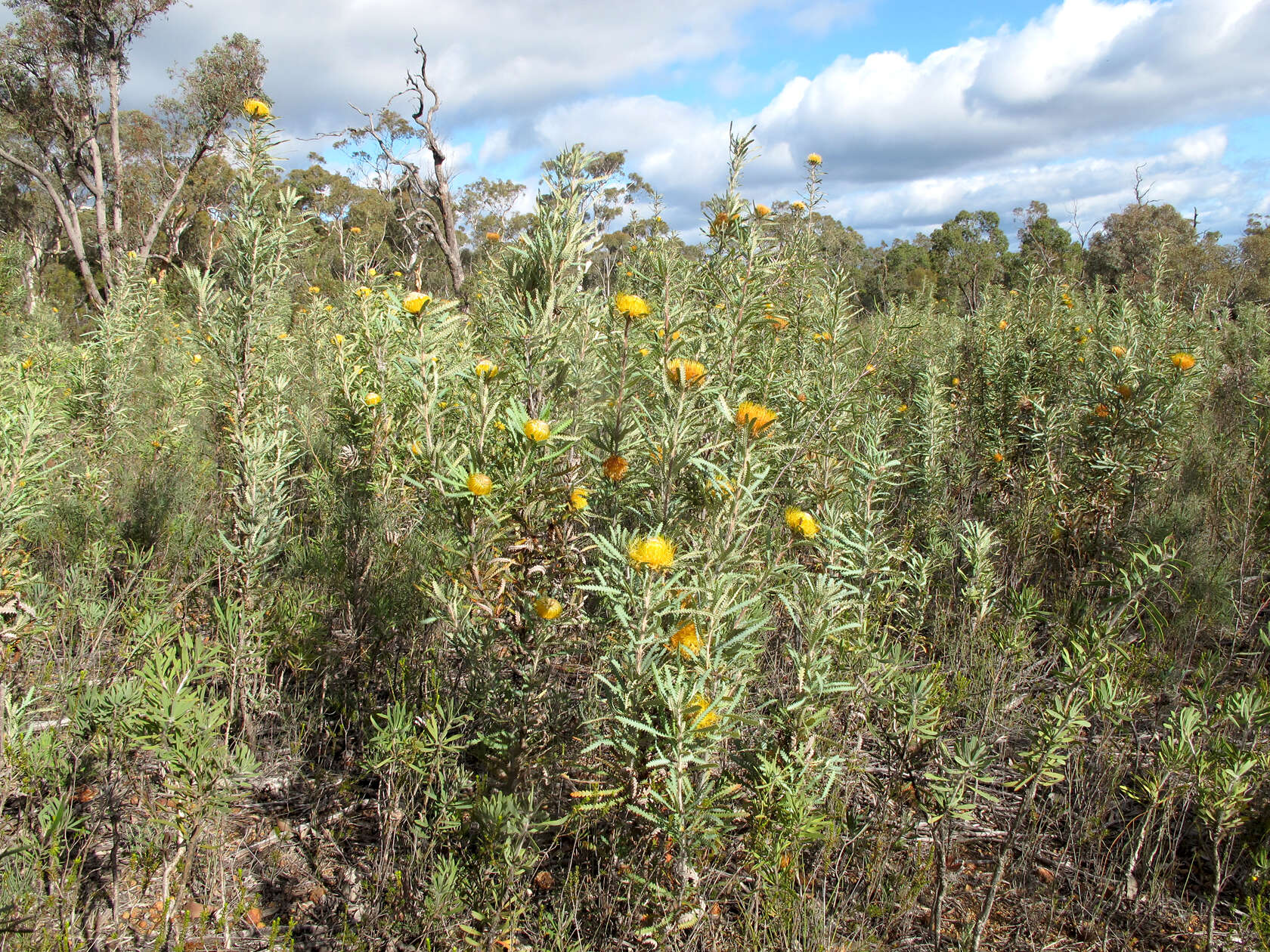 Image of Banksia stuposa (Lindl.) A. R. Mast & K. R. Thiele