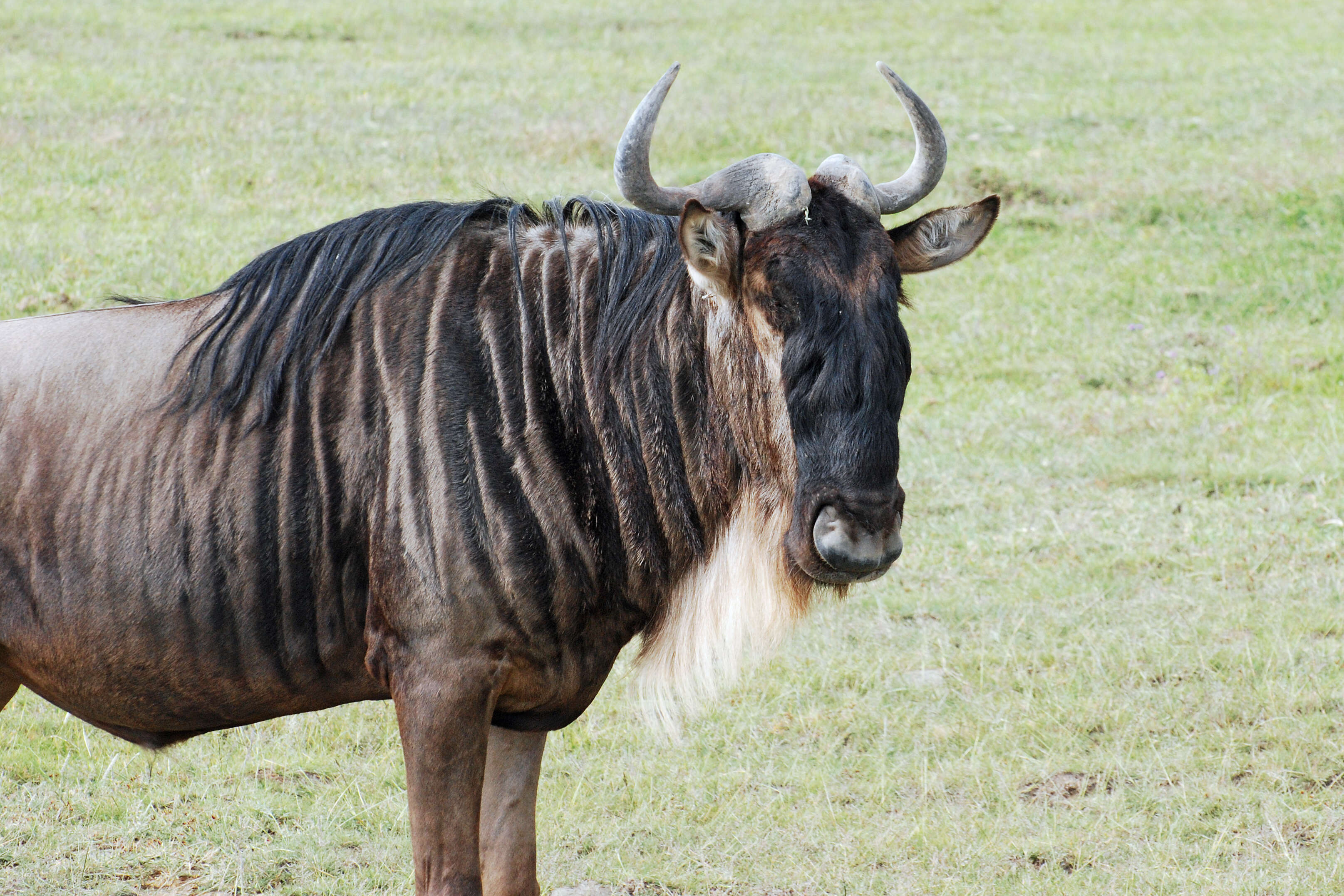 Image of wildebeest