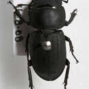 Image of Lesser Stag Beetle