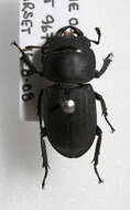 Image of Dorcus