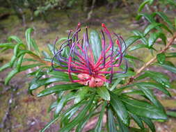 Image of Telopea truncata (Labill.) R. Br.